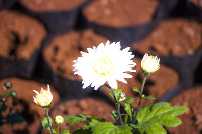 Close-up of white flowering plant