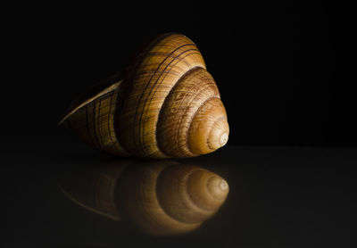 Close-up of shell on table against black background