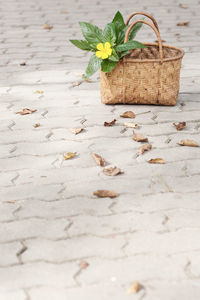 Close-up of leaves in basket on table