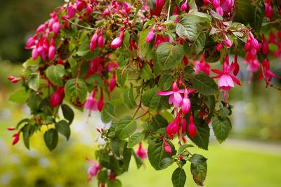 Close-up of pink flowering plants