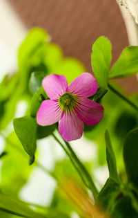 Close-up of pink flower blooming outdoors