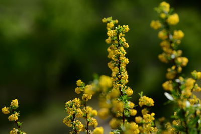 Close-up of yellow flowering plant on field