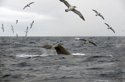 A tail of a diving blue whale, surrounded by seagulls flying over sea against sky