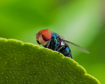 Close-up of fly on leaf