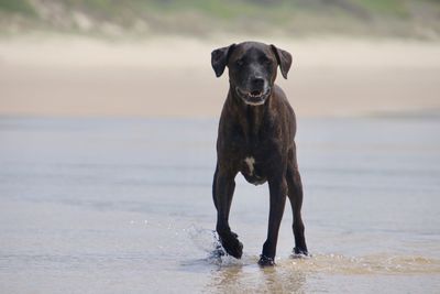 Portrait of dog on beach