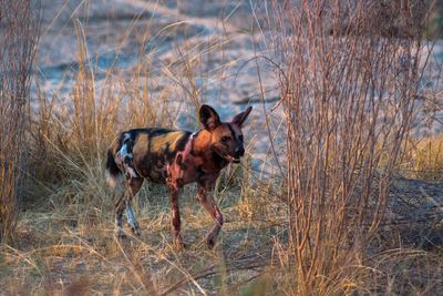 Dog on grassy field
