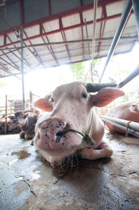 Cows lying in shed