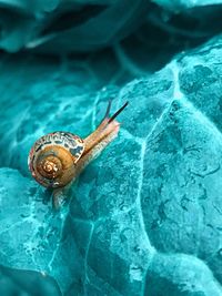 Close-up of snail on rock