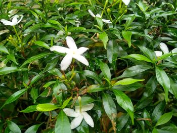 High angle view of white flowering plant