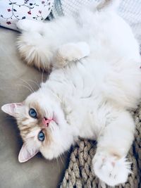 High angle portrait of cat lying down