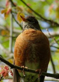 Close-up of bird perching on branch