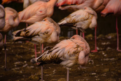 Flock of pink flamingos in the munich zoo