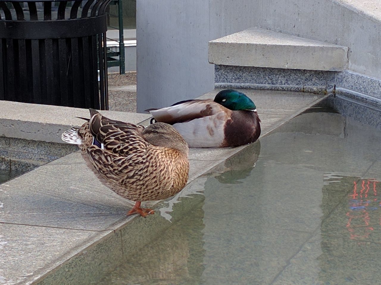 Water concrete sleeping ducks