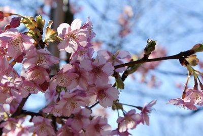 Close-up of cherry blossoms in spring