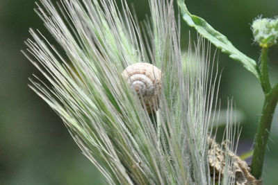 Close-up of snail on plant