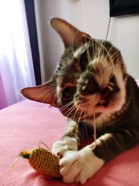 Close-up of cat sitting