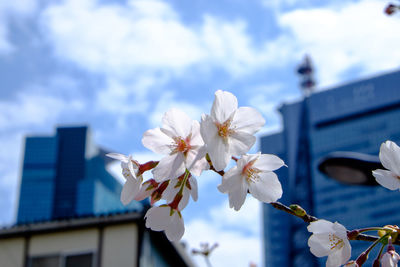 Low angle view of cherry blossom tree