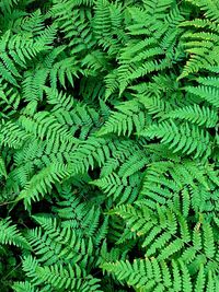 Full frame shot of fern leaves