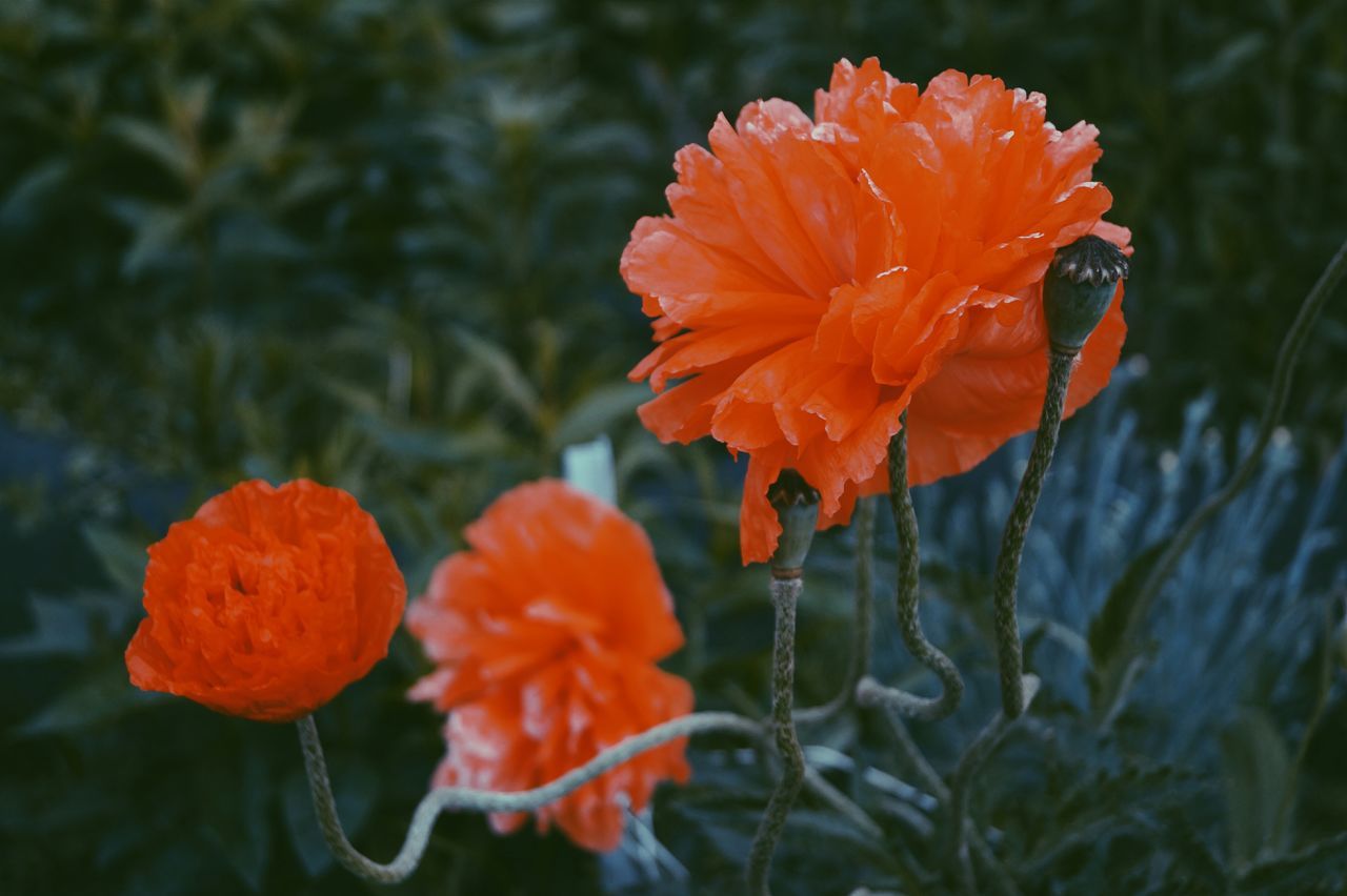 flower, petal, fragility, freshness, flower head, orange color, growth, beauty in nature, focus on foreground, blooming, close-up, plant, nature, red, in bloom, single flower, poppy, day, pollen, no people