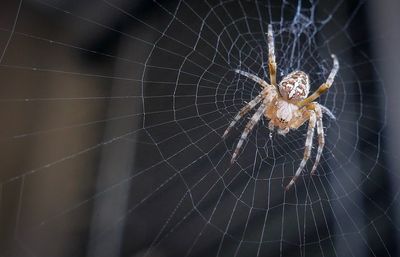 Close-up of spider web