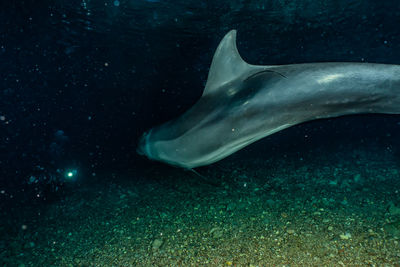 One dolphin swimming with divers in the red sea, eilat israel a.e