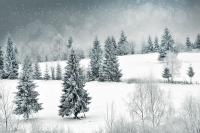 Trees on snow covered landscape