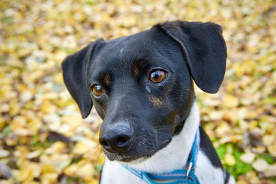 Close-up portrait of dog