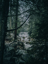 Trees growing in forest