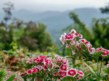 Close-up of pink flowering plants