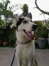 Close-up of dog looking away