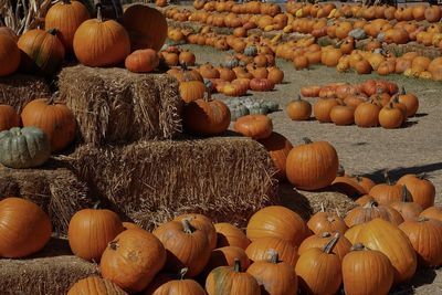 Hundreds of pumpkins are gathered together and stacked on hay in a pumpkin patch.