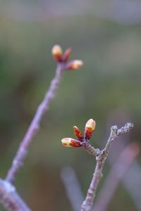 Close-up of insect on flower buds