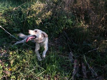 Dog in grass