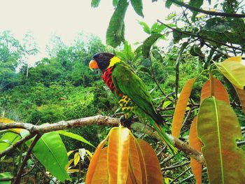 View of parrot perching on tree