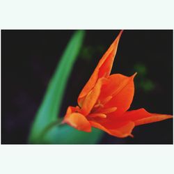 Close-up of orange rose flower