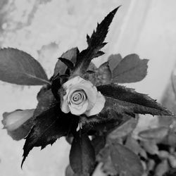 Close-up of rose plant against sky