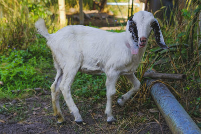 White dog standing on field