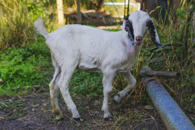 Baby goat,white bady