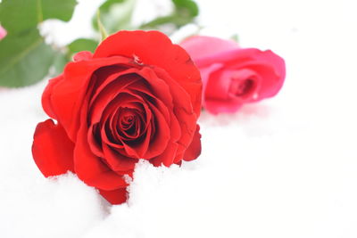 Close-up of red rose against white background