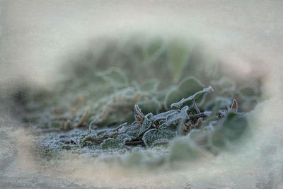 Close-up of lizard