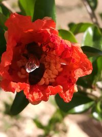 Close-up of red flowers blooming outdoors