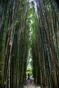 View of bamboo trees in forest