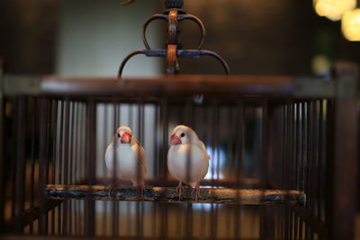 Close-up of birds perching on table