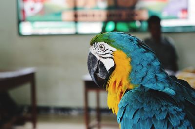 Close-up of a parrot