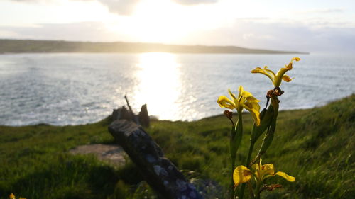 Close-up of flowering plants by sea against sky