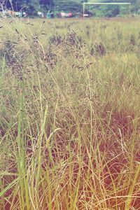 Close-up of grass on field