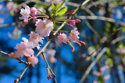 Low angle view of flowers on tree