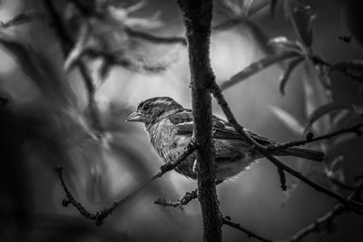 Low angle view of bird perching on branch