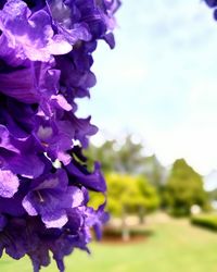 Close-up of purple flowers blooming against sky