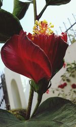 Close-up of hibiscus blooming outdoors